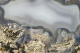 Petrified Wood (Schinoxylon) Limb - Wyoming #172025-2